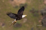 Bald-Eagle;Eagle;Flying-Bird;Haliaeetus-leucocephalus;Nest;One;Photography;actio